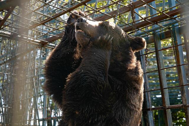 Bär Mitko erlebte seine Freiheit leider nicht mehr. | Foto: Vier Pfoten