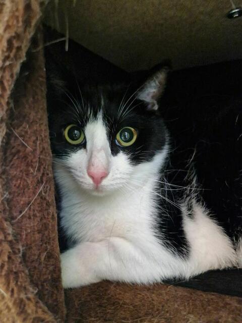 Hat jemand ein Herz für mich? Ich bin Lotti und suche einen Menschen und Katzenfreunden.  | Foto: Arche Wels