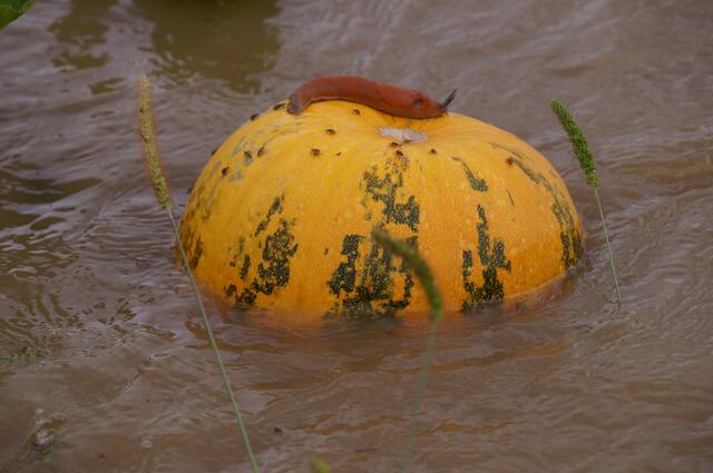 Landwirtschaft massiv von Hochwasser betroffen. | Foto: Archiv