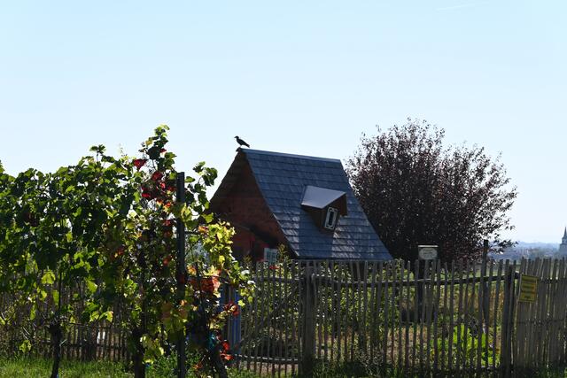 Windschiefes Häuschen mit Vogel der nicht fliegen kann