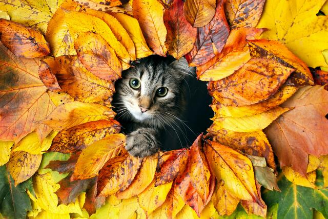 Im Herbstlaub spielen, finden auch die Tiere ganz toll. | Foto: Unsplash/Joe Cleary
