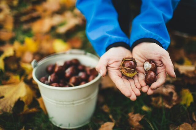 Kastanien-Sammeln ist eine wunderbare Aktivität für Kinder, die ncihts kostet und zum Herbst dazu gehört. | Foto: Unsplash/Markus Spiske