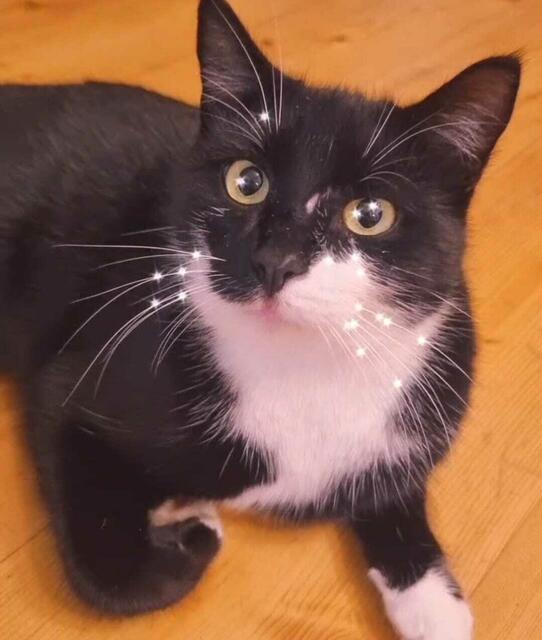 Kater Aris wird seit Ende Juli in Krieglach vermisst.  | Foto: Gaisrucker-Döllerer