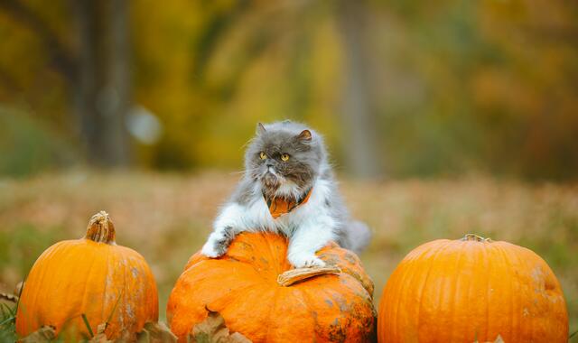 Selbst Katzen sind sichtlich erfreut über den Herbst. | Foto: Unsplash/Reba Spike