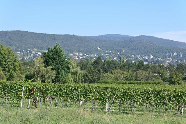 Blick zurück nach Baden und Wienerwald