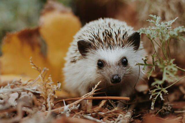 Die Igel machen sich im Herbst für den Winterschlaf bereit. | Foto: Unsplash/Sierra NiCole Narvaeth