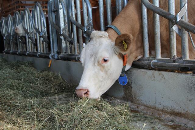 Seit 1997 steht bei Familie Walchshofer in Herzogsdorf Heu als Hauptgericht am Speiseplan der Milchkühe. | Foto: Veronika Mair