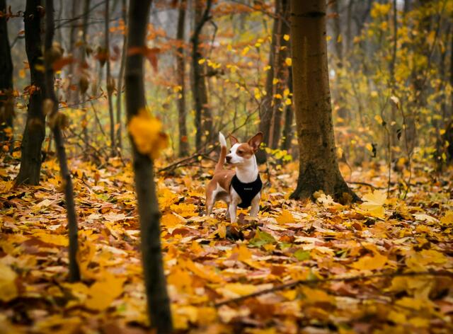 Der Herbst ist endlich da und bringt ideales Wetter für Fernsehabende, Wanderungen und mehr. | Foto: Unsplash/Isabel Vittrup-Pallier