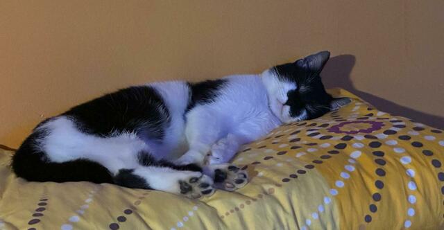 Kater Moritz wurde in Bad Tatzmannsdorf angeschossen. | Foto: König