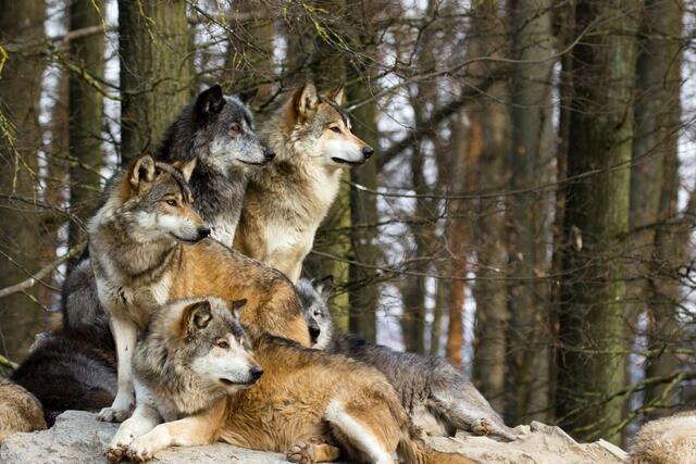 Die Botschafter der EU-Mitgliedsstaaten haben sich auf eine Absenkung des Schutzstatus des Wolfes von „streng geschützt“ auf „geschützt“ geeinigt. | Foto: Adobe Stock/Cloudtail