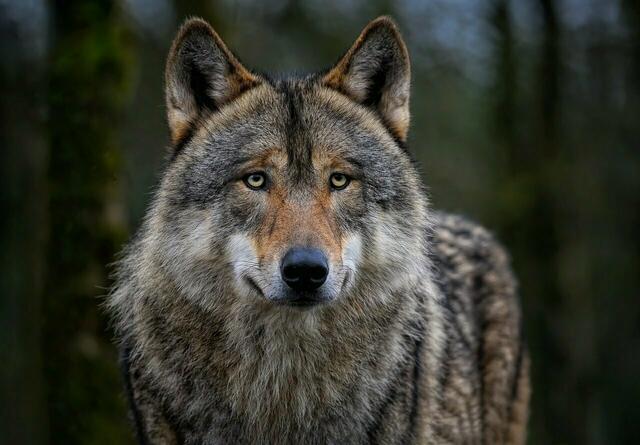 Die EU-Mitgliedsstaaten stimmten am Mittwoch über den Schutzstatus des Wolfs ab. Nachdem bis zuletzt offen war, ob sich unter den EU-Ländern eine Mehrheit für die Änderung finden lässt, einigten sich die Mitgliedsstaaten nun doch darauf, den Schutzstatus der Wildtiere von "streng geschützt" auf "geschützt" herabzustufen. | Foto: pixabay
