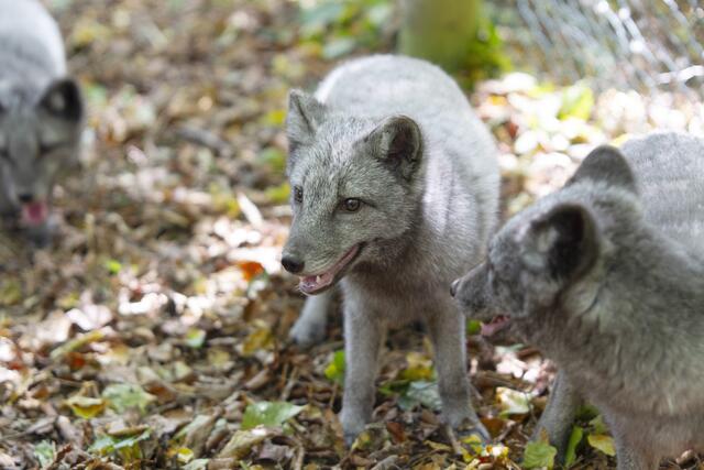 Foto: Markus Bichler