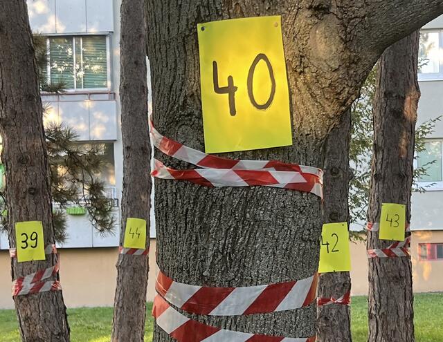 Mehr als 40 Bäume seien durch den Neubau in Gefahr. | Foto: Bernhard Noll