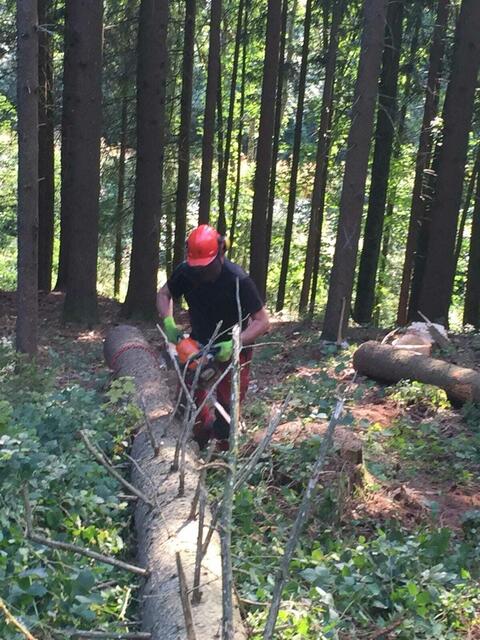 Hans Gattringer arbeitet gerne im Wald. | Foto: Gattringer
