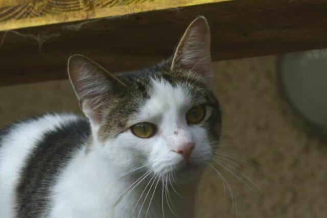 Wer gibt Neji ein Zuhause? | Foto: TSV St. Pölten