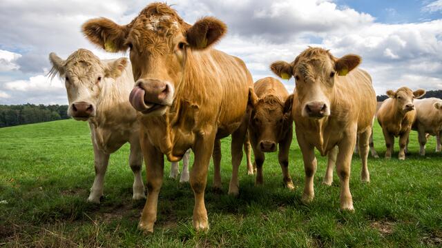 Eine erste bestätigte Erkrankung ist nun in einem Betrieb im Bezirk Klagenfurt-Land. (Symbolfoto) | Foto: stock.adobe.com/at/alphafotos