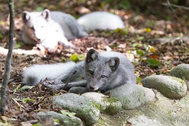 Sechs Polarfüchse haben vor kurzem ihr neues Zuhause in Altenfelden bezogen. | Foto: Markus Bichler