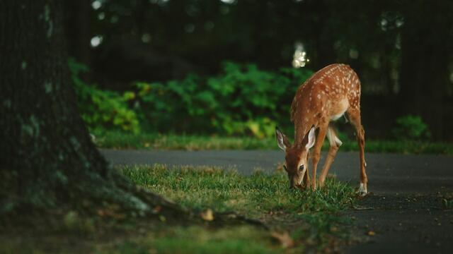 Das Projekt "Wildtierschutz und Verkehrssicherheit Steiermark" wurde vor zehn Jahren gegründet. Zum Jubiläum wurde Bilanz gezogen, wie Unfälle verhindert werden konnten. | Foto: Vladimir Kudinov/unsplash