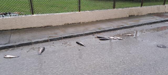 Tote Fische liegen auf der Straße. | Foto: Roman Wolfsberger