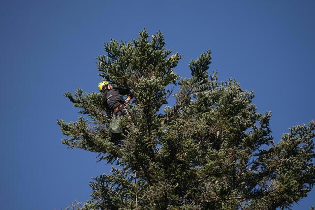 Zapfenernte | Foto: ÖBf/W. Lienbacher
