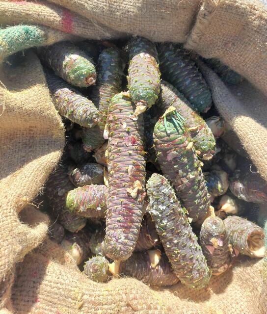 Frisch geerntete Tannenzapfen | Foto: ÖBf