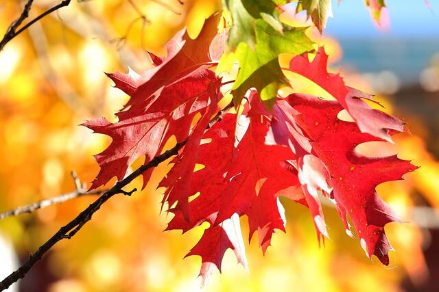 Der Wahlsonntag wird der einzige Tag, der Sonne zu bieten hat. Die restlichen Tage werden eher grau und verregnet.  | Foto: Pixabay