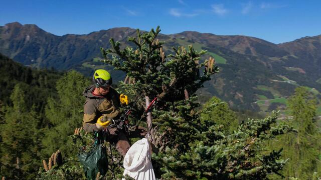Tannenzapfenernte im ÖBf-Forstrevier Großarl | Foto: ÖBf/W. Lienbacher