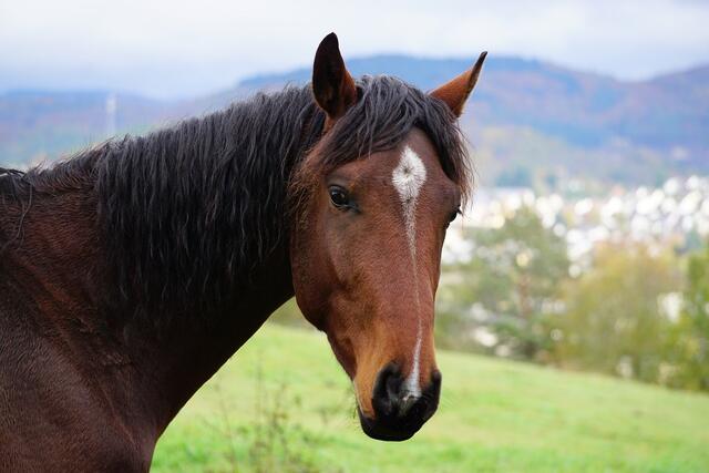 Unbekannte Täter stahlen vor wenigen Tagen den teuersten Hengst auf einer Koppl in Lend. (Symbolbild) | Foto: pixabay.com
