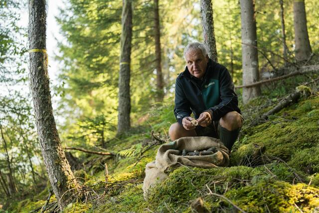 Robert Schilcher, ÖBf-Revierleiter Großarl, mit geernteten Tannenzapfen | Foto: ÖBf/W. Lienbacher
