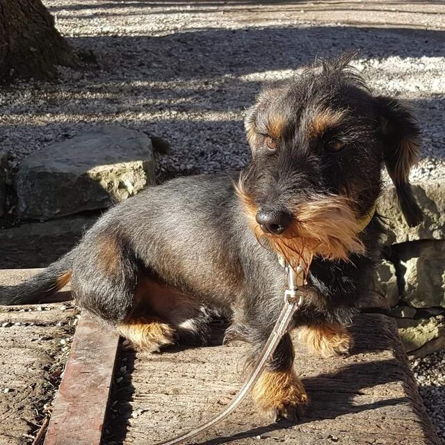"Attila": Gollings 'first dog'. Der Hund des Gollinger Bürgermeisters Martin Dietrich ist ein richtig kleiner Sympathieträger. Der siebeneinhalb-jährige Rauhaardackel ist vor allem bei Kindern beliebt.  | Foto: Martin Dietrich