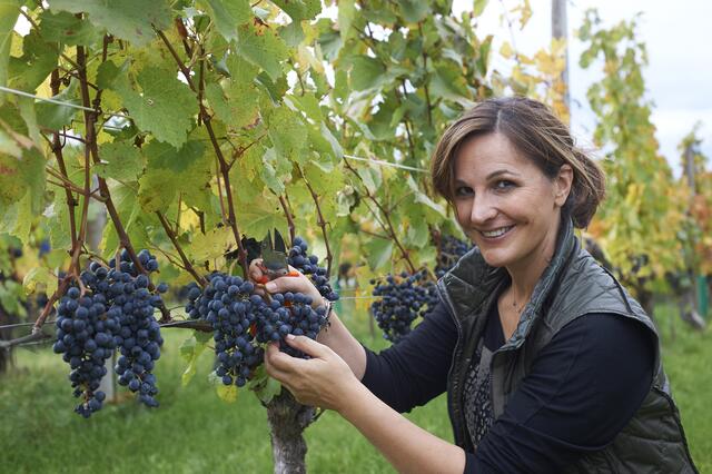 Die hochdekorierte Winzerin Silvia Heinrich bei der Handlese ihrer Rotweintrauben. | Foto: Privat