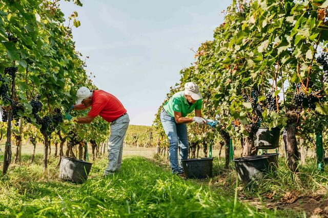 Bis zu 20 Personen sind mit der Traubenernte beschäftigt. | Foto: Laura Jagoschuetz