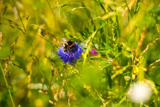 Foto: Jagdverein Bezirk Jennersdorf