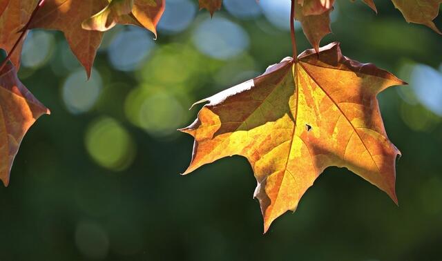 Das Wetter zum Oktoberstart wird in Wien etwas freundlicher, stellenweise zeigt sich gar die Sonne. (Symbolbild) | Foto: Pixabay