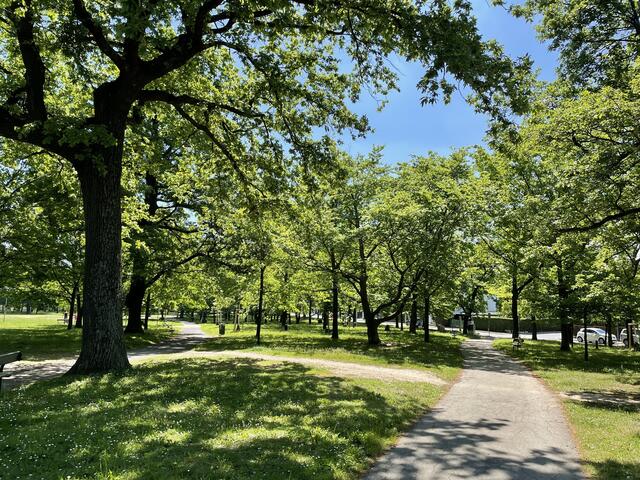 Die Eichen im Napoleonwald sollen nicht gefährdet sein.  | Foto: Lisa Kammann