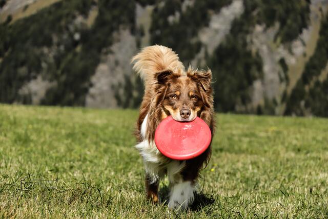 Endlich sind die Felder wieder frei zum spielen | Foto: Michael Smolle