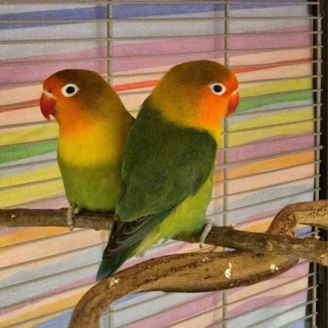 Mocci &amp; Mango warten seit fast einem Jahr auf ein liebevolles Zuhause. | Foto: Arche Wels