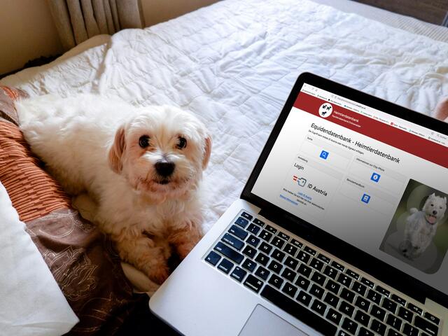 Nicht vergessen: Hunde müssen in der Heimtierdatenbank registriert werden. | Foto: Unsplash (Jorge Rosal)/Heimtierdatenbank