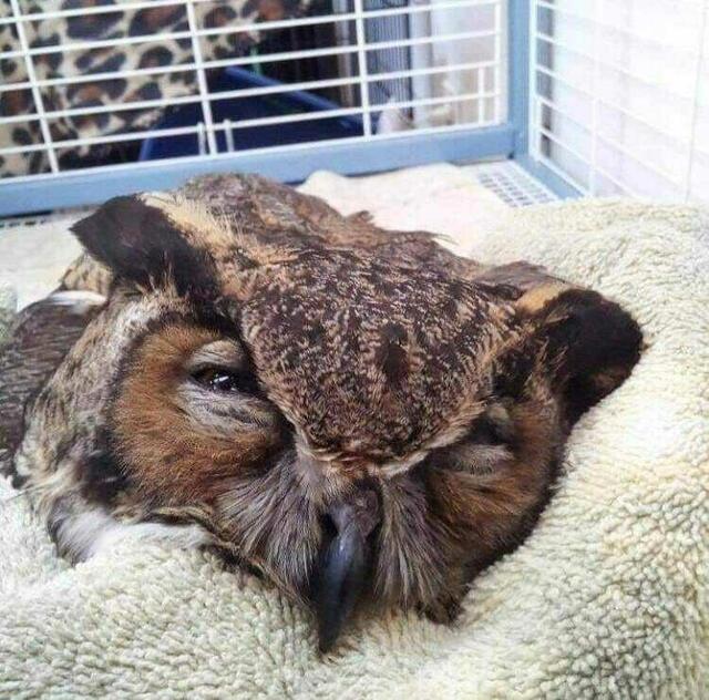 Mäuse- und Rattengift kann auch für andere Tiere gefährlich werden: Zum Beispiel für Eulen, die daran sterben.  | Foto: Sabrina Brecht