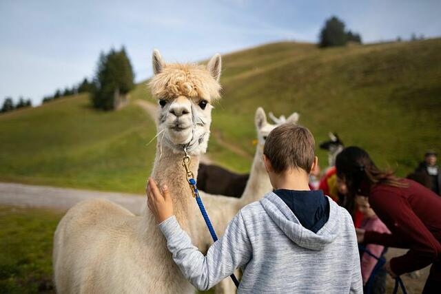 Flauschige Begleiter beim Familientag auf der Hohen und Kleinen Salve. | Foto: Region Hohe Salve/Alexander Amer