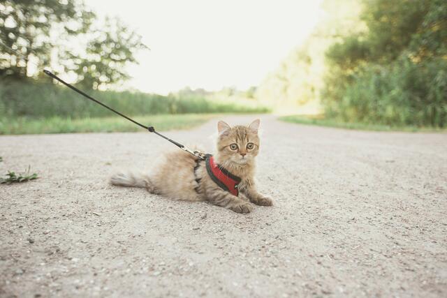 Das Führen von Katzen an der Leine ist grundsätzlich nicht verboten, jedoch muss darauf geachtet werden, die Katze nicht zu stressen oder zu überfordern. | Foto: Zoë Gayah Jonker auf Unsplash