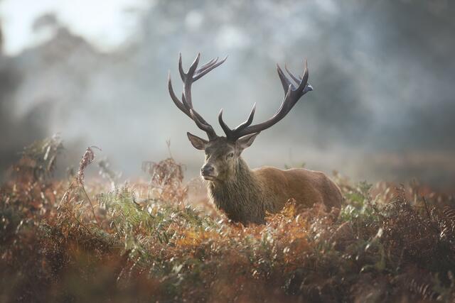 Ein Jäger verletzte sich in Ried im Oberinntal. | Foto:  giedriius - stock.adobe.com