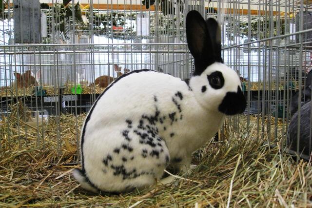 Etwa 400 Kleintiere werden am 9. und 10. November in der Stockschützenhalle in Rainbach präsentiert. | Foto: Privat