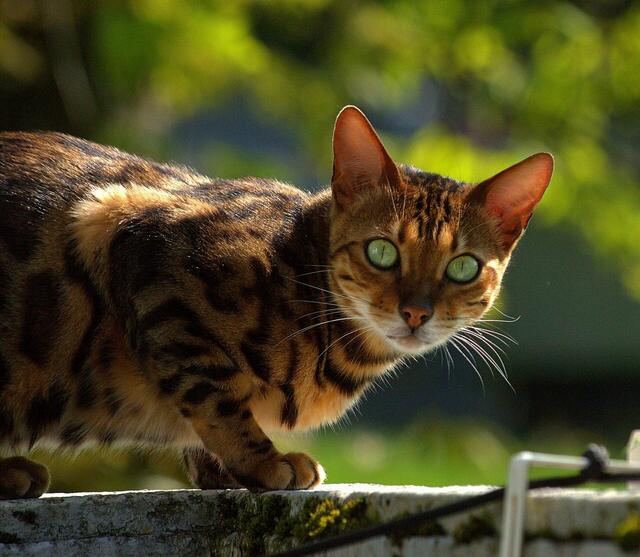 Bengalkatzen und andere Hybridkatzen brauchen viel Bewegung und müssen gefordert werden. Zudem muss bei Kätzchen im Internet immer der Stammbaum untersucht werden. MeinBezirk verrät dir, warum. | Foto: Pixabay