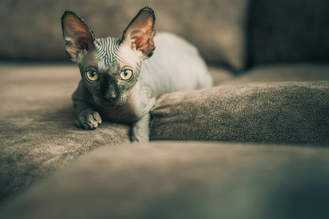 Bei Nacktkatzen kann es unter anderem zu Hautproblemen kommen. | Foto: Fausto García-Menéndez auf Unsplash