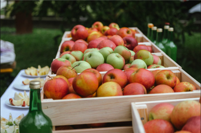 Ein Blick auf die Ernte von traditionellen Obstbäumen in Villach. | Foto: Karin Wernig