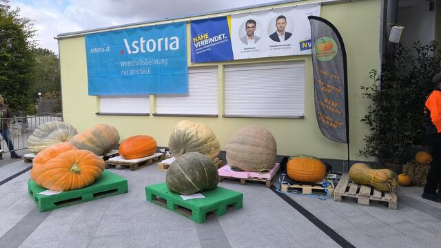 Großes Kürbiswiegen in den Kittenberger Erlebnisgärten. | Foto: Kittenberger Erlebnisgärten