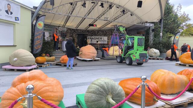 Spektakuläres Abwiegen der Riesenkürbisse. | Foto: Kittenberger Erlebnisgärten