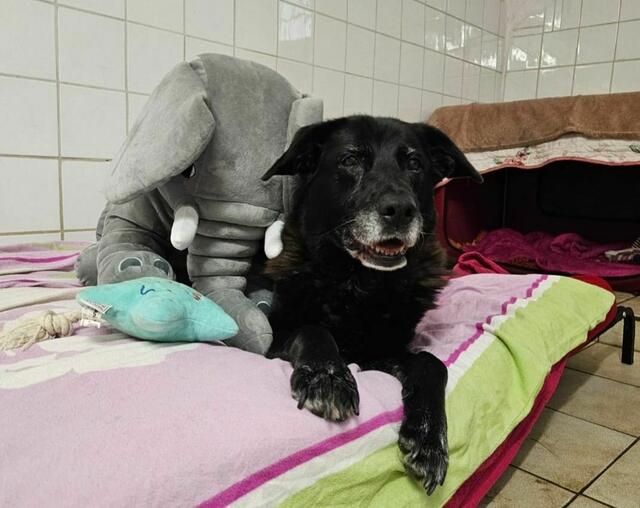 Foto: Tierheim Bruck/Leitha