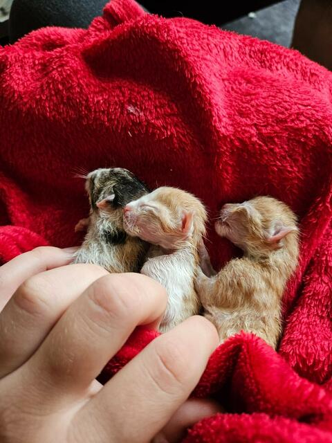 Die Kitten werden per Hand vom Tierheim aufgezogen. | Foto: TSV St. Pölten